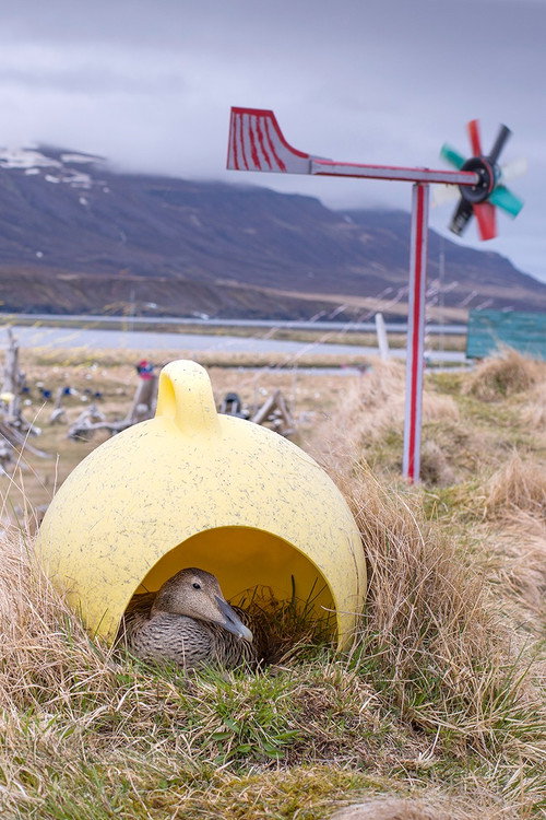 Amongst the Birds (2026) — film poster, directed by Mika Kaurismäki
