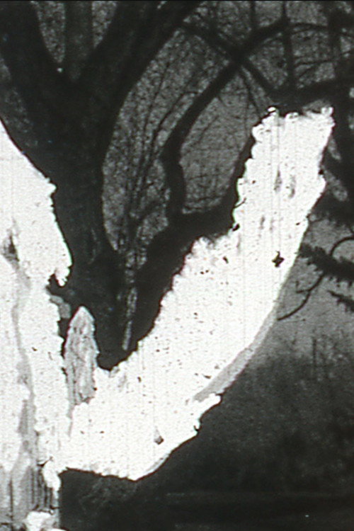 Black Vision