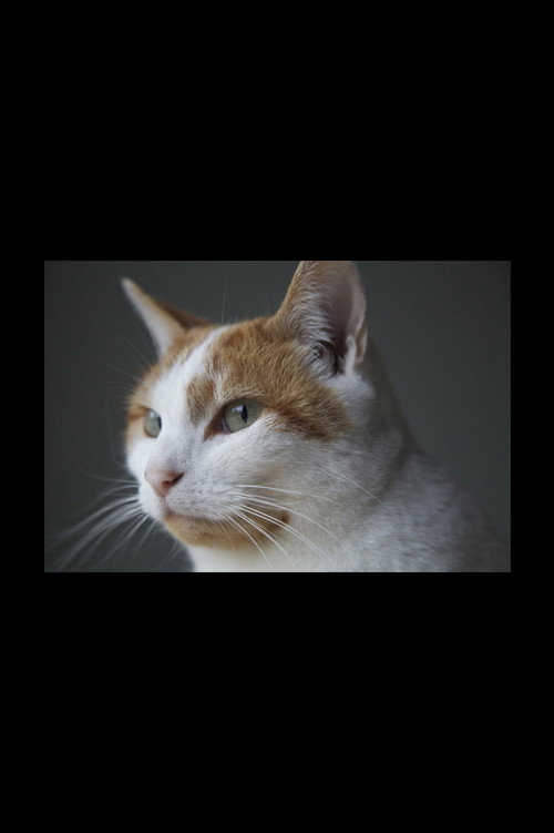 Felis Catus
