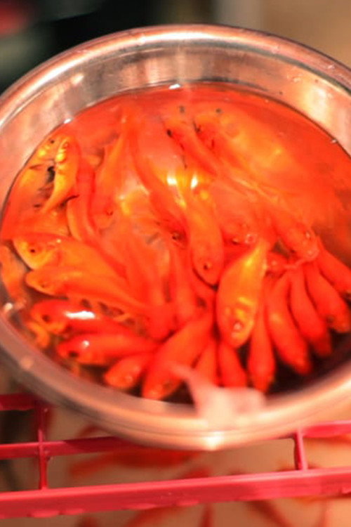 Floating Collective (2018) — film poster, directed by Shuhei Hatano