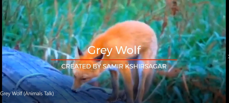 Grey Wolf (Animals Talk)