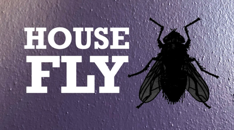 HOUSE FLY