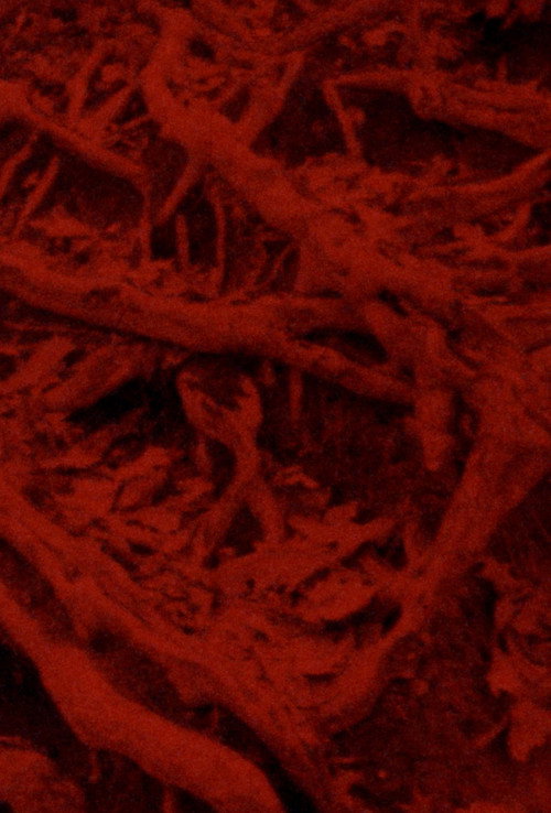 Language of the Entrails (2025) — film poster, directed by Luciana Decker Orozco