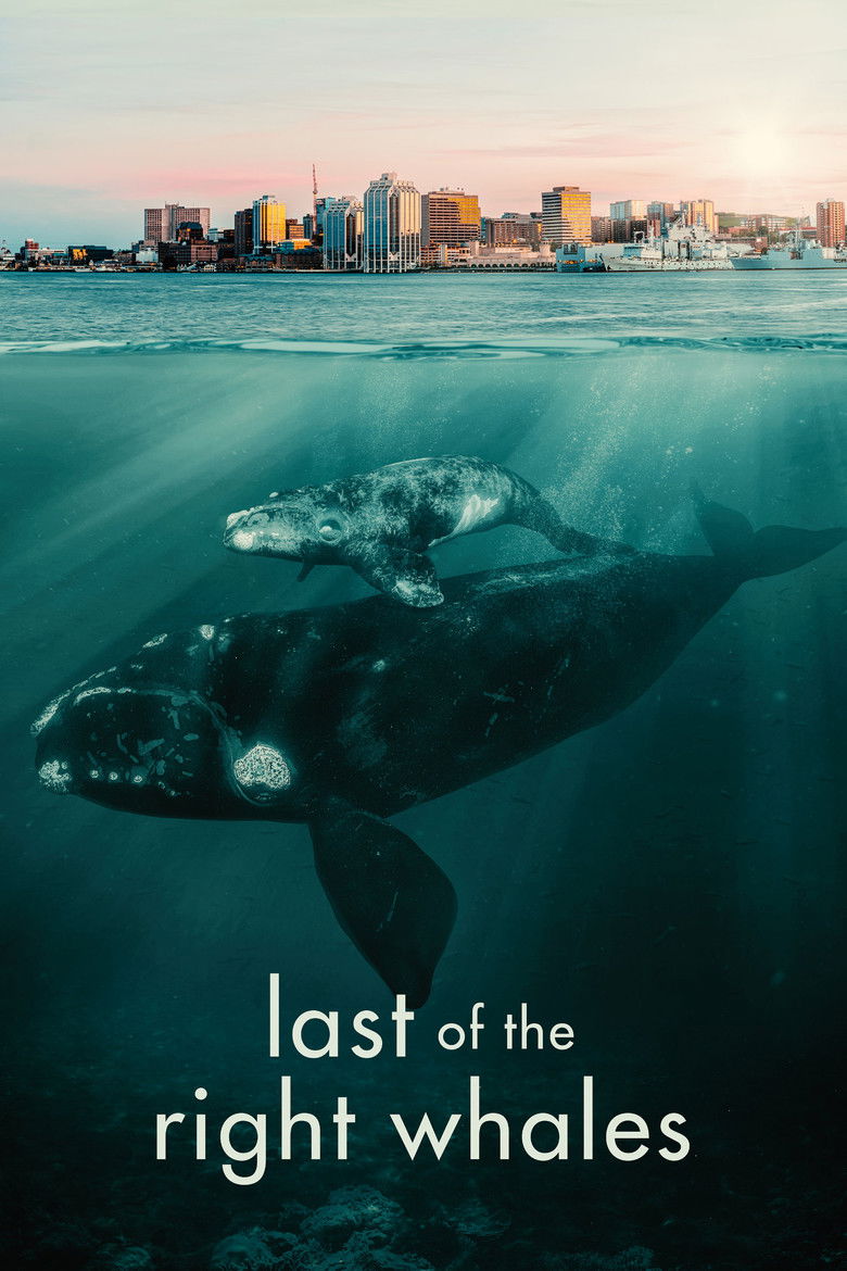 Les dernières baleines franches