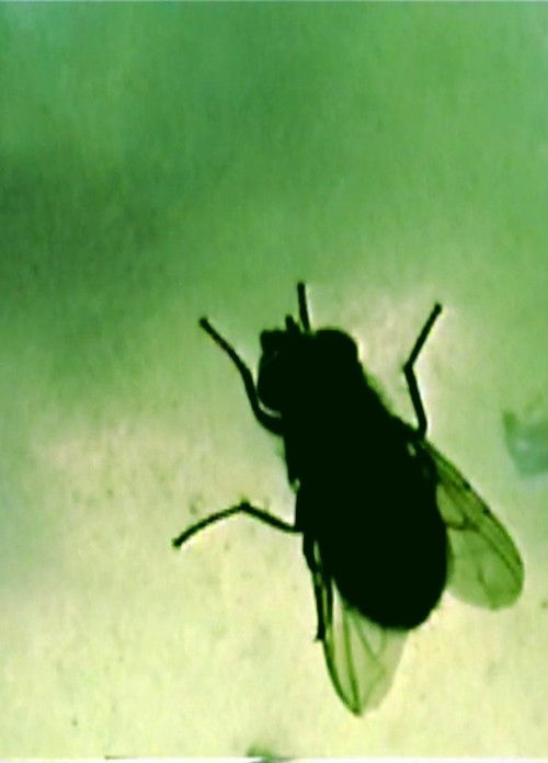 Octagon (2020) — film poster, directed by Joe Meredith