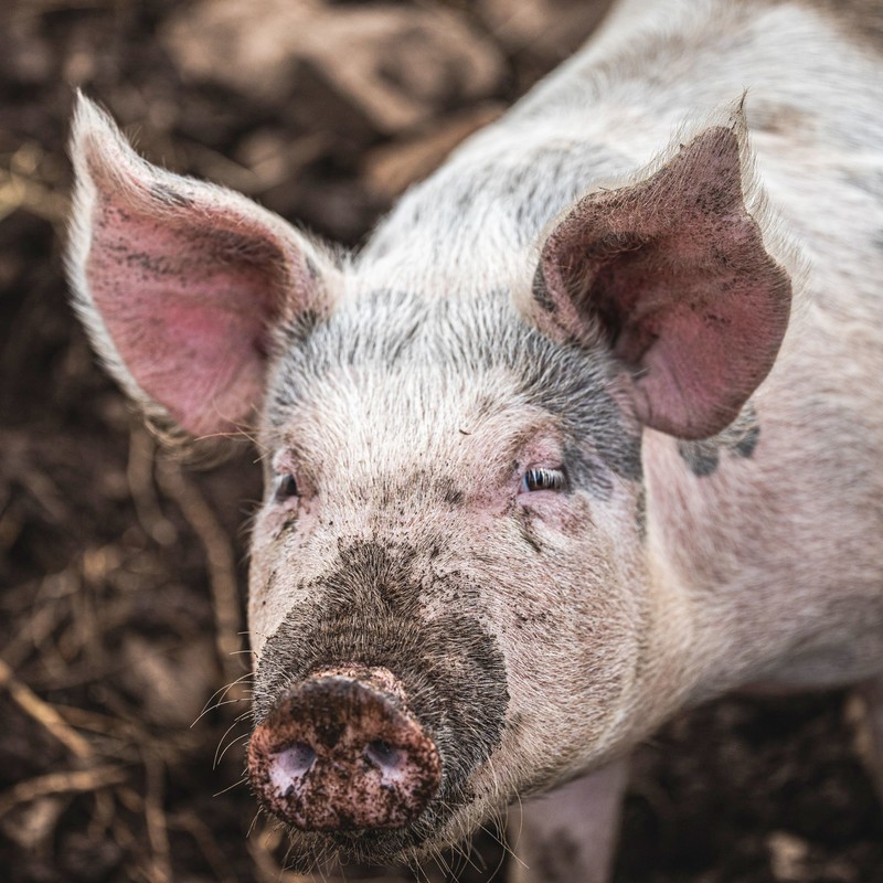 Pig Killer