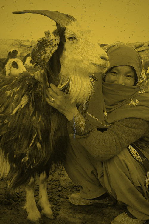 Qurut (2019) — film poster, directed by Shahrbanoo Sadat