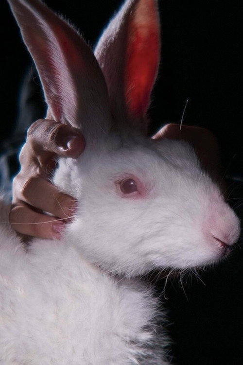 Rabbit 314 (2023) — film poster, directed by Hsu Che-yu