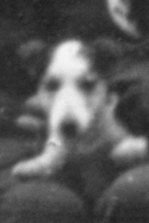 Revision (2020) — film poster, directed by Mikhail Zheleznikov