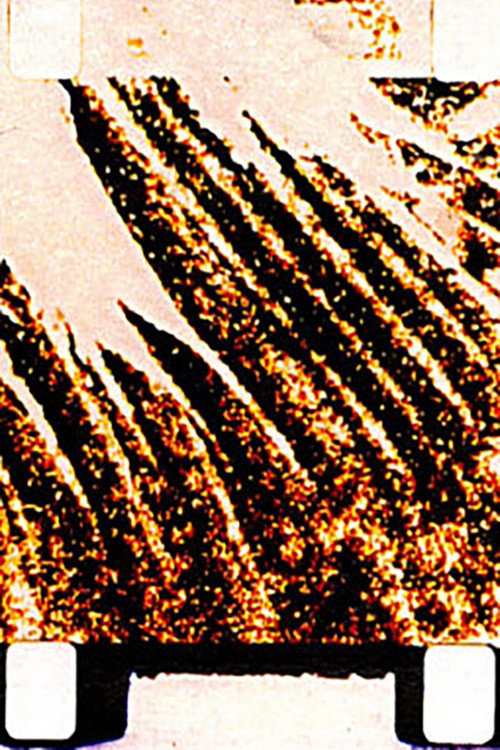 Song of the Mushroom (2002) - film poster, directed by Stan Brakhage