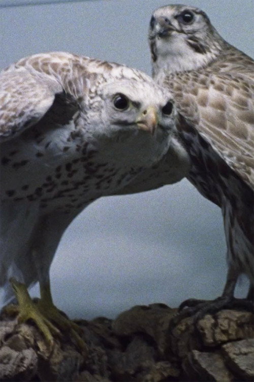 Spoils (2023) — film poster, directed by Luciana Decker Orozco