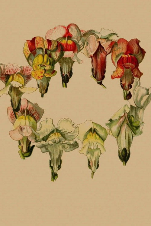 Stories In Place: Plante. (2020) - film poster, directed by Réka Bucsi