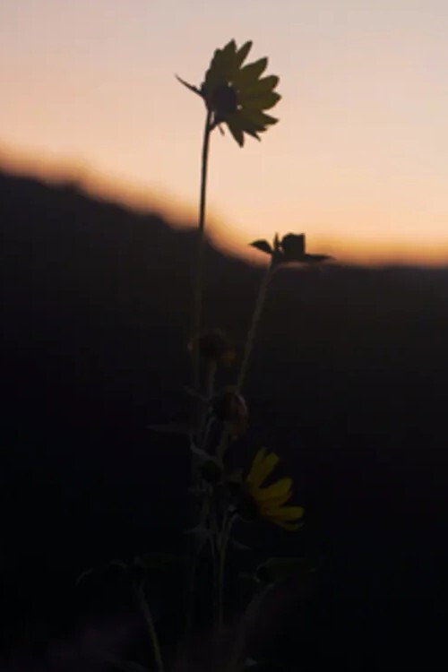 The Dawn Chorus (2021) - film poster, directed by Patrick Shen