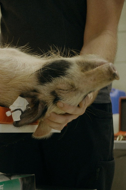 When Pigs Fly (2026) - film poster, directed by Denise Riedmayr