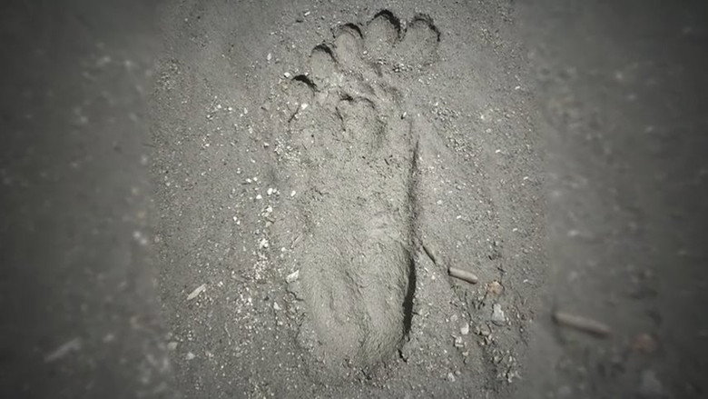 A Flash of Beauty: Bigfoot Revealed