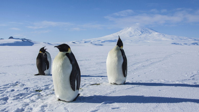 Antarctica: A Year on Ice