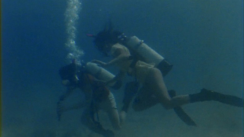 Barracuda