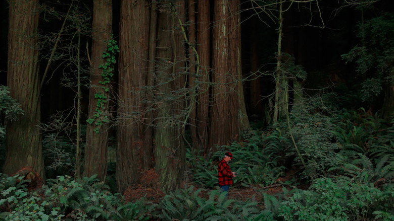 Behind the Redwood Curtain