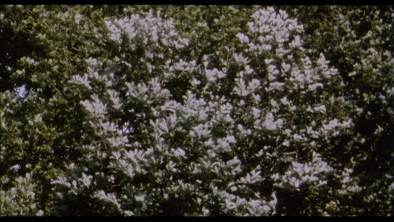 Belle de Nature