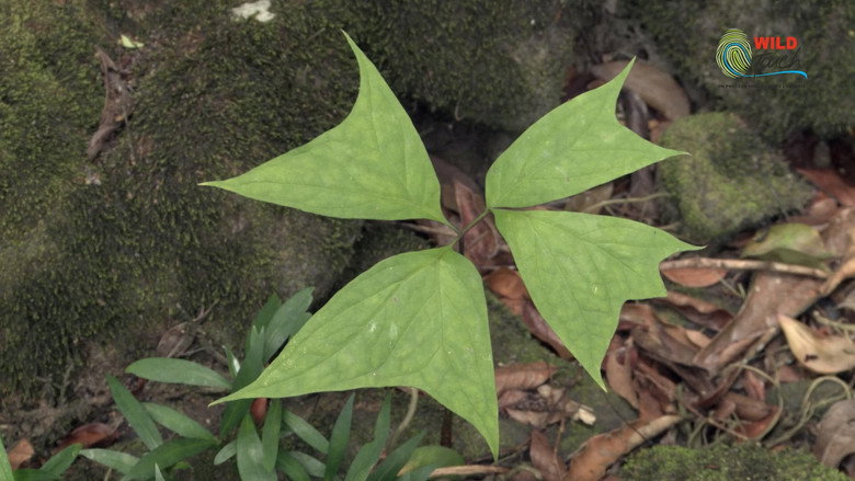 Botanist Francis Hallé Explains...