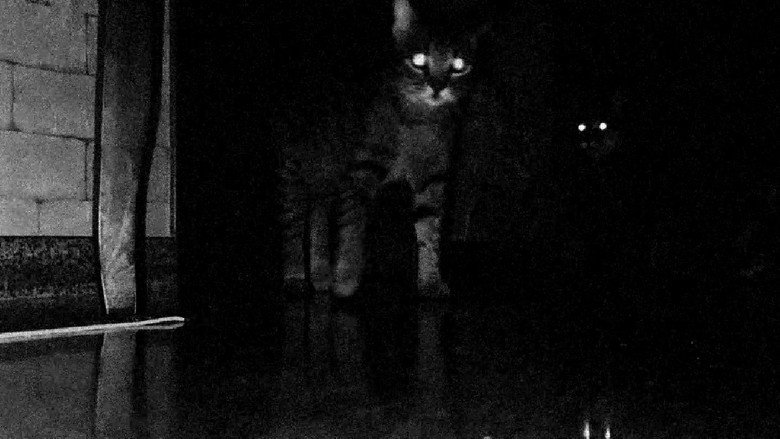 CATS