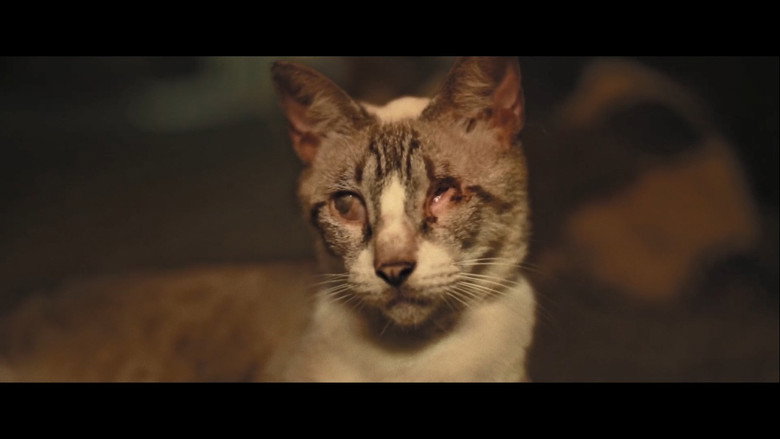 Catty Bete
