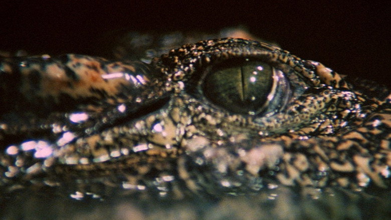 Crocodile