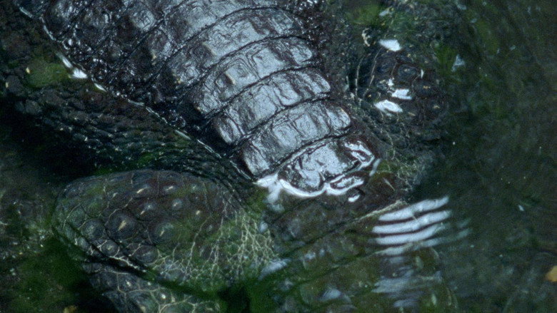 Nido de Cocodrilo