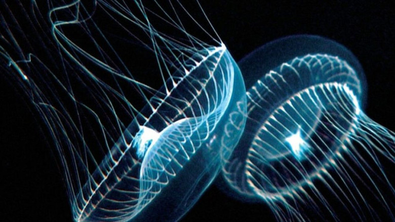 La Planète bleue