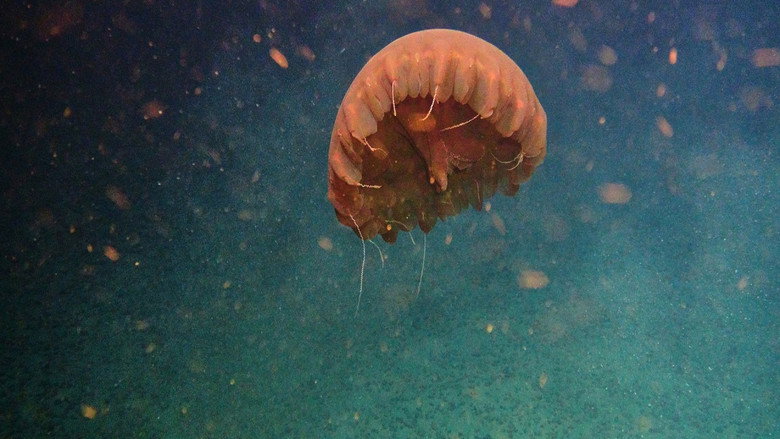 Deep Rising
