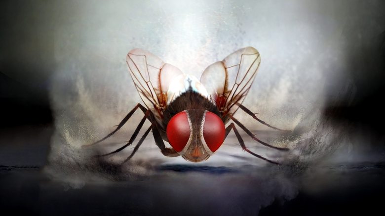 Makkhi