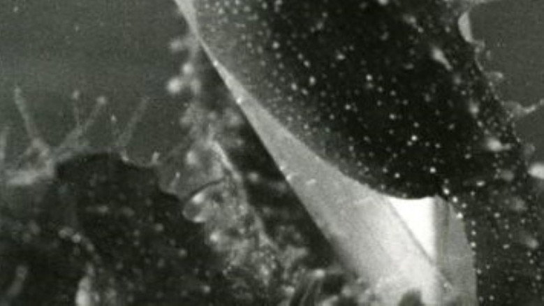 Empirical Study on the Influence of Sound on the Persistence of Vision