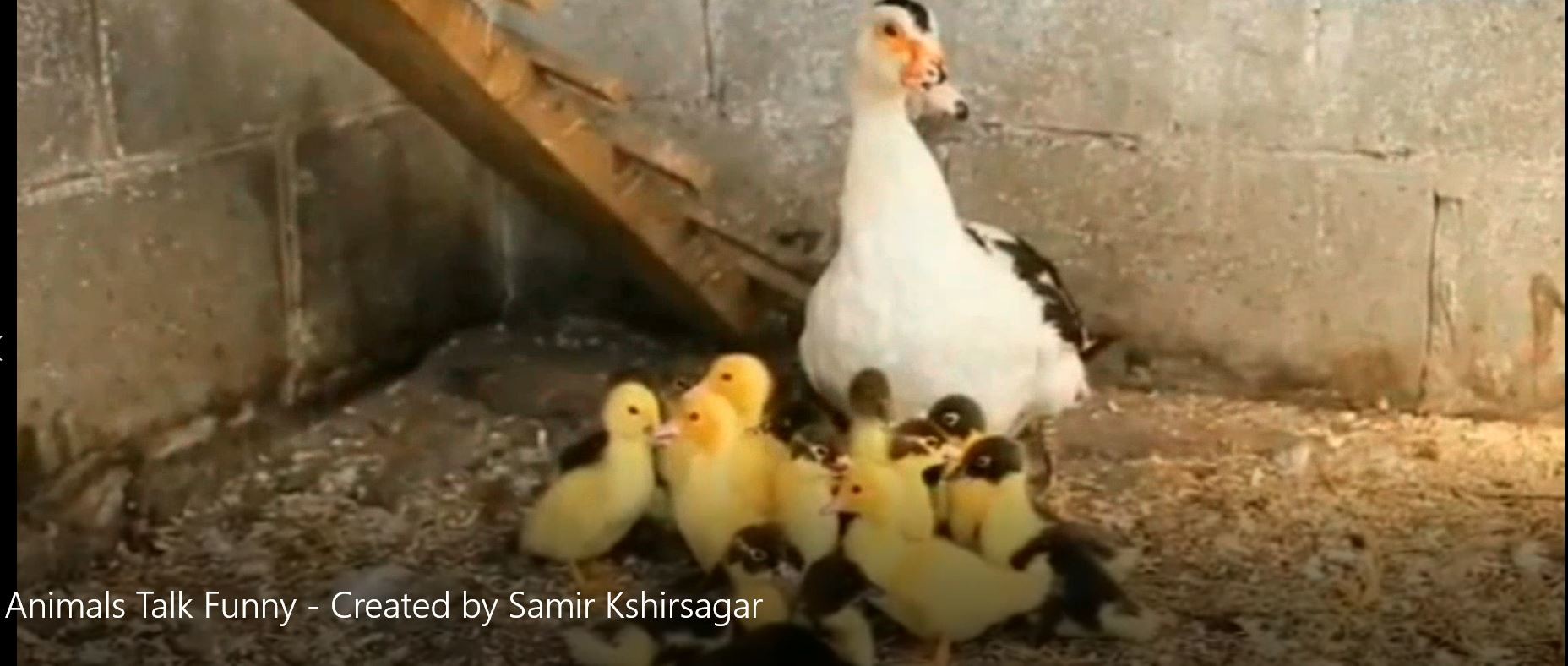 Animals Talk Funny