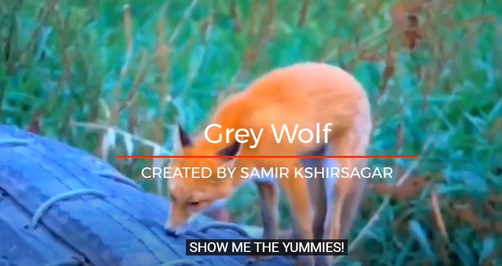 Grey Wolf (Animals Talk)
