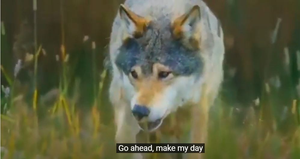 Grey Wolf (Animals Talk)