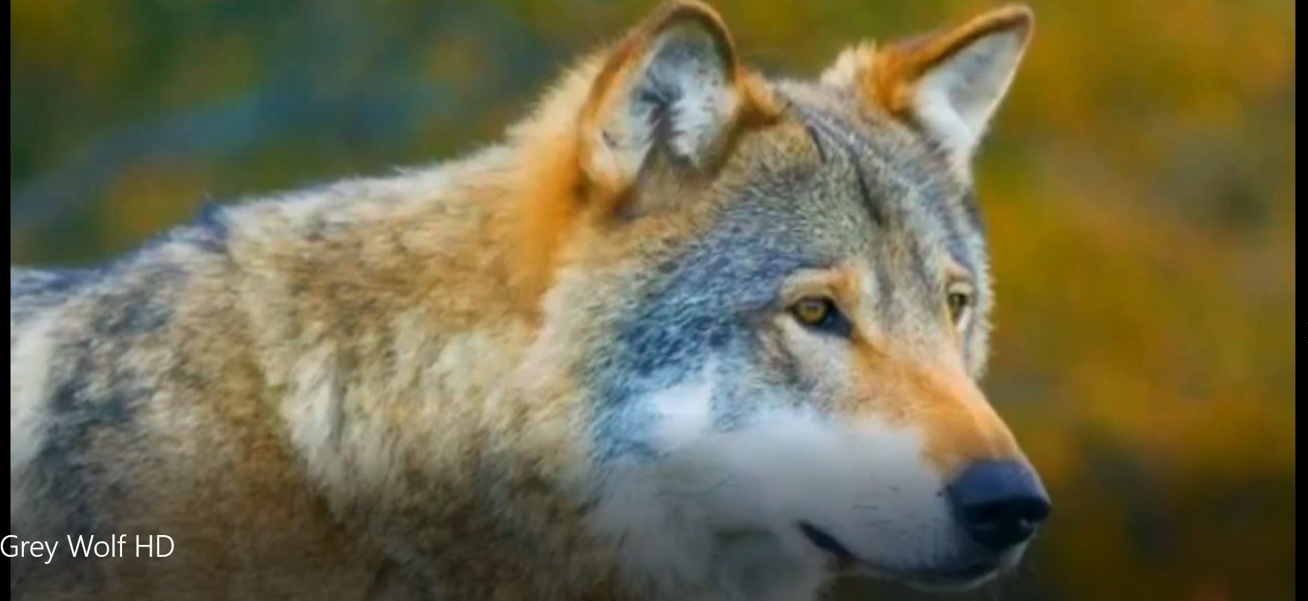 Grey Wolf (Animals Talk)