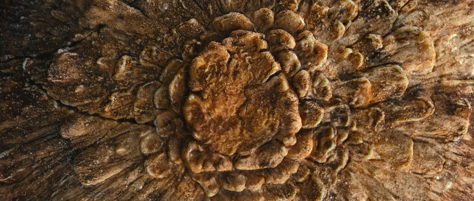 Fungus