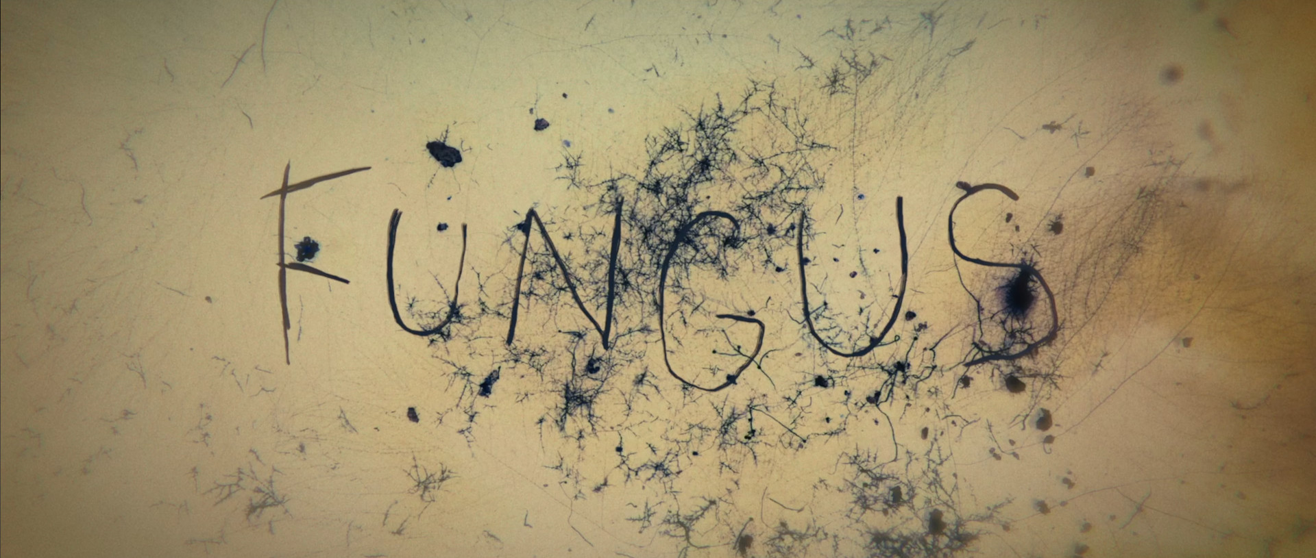 Fungus