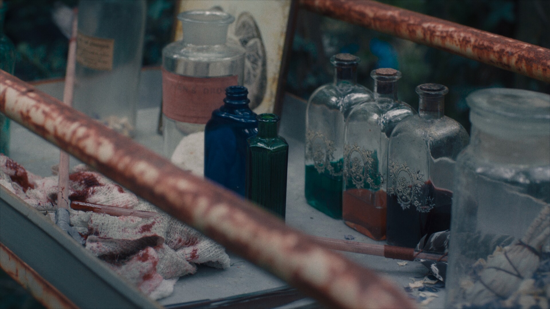 Lungs