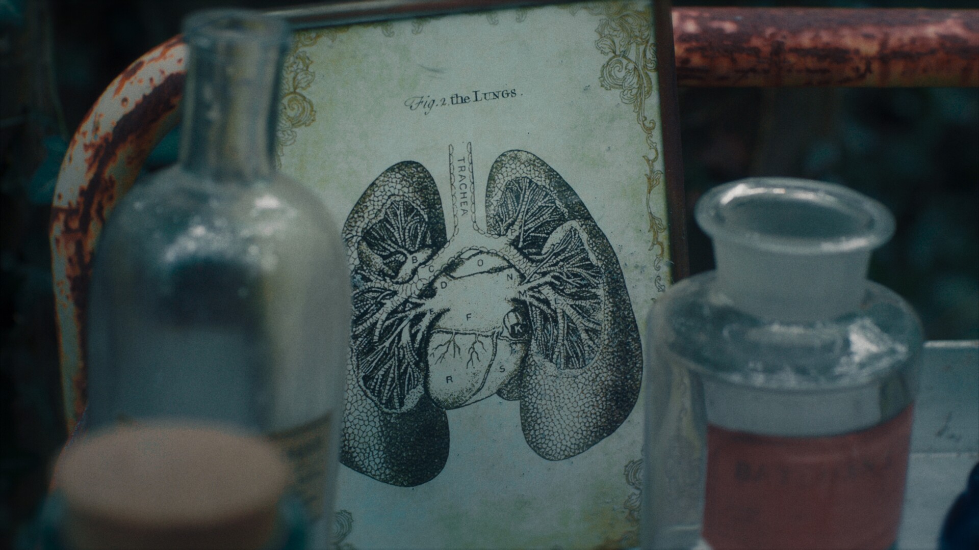 Lungs