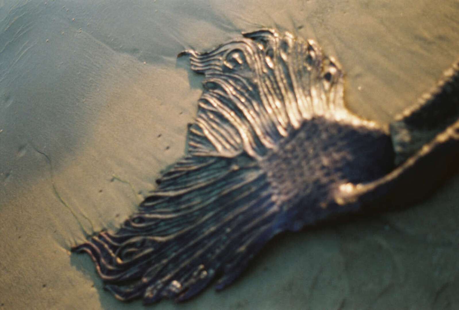 Mermaid, Bitch