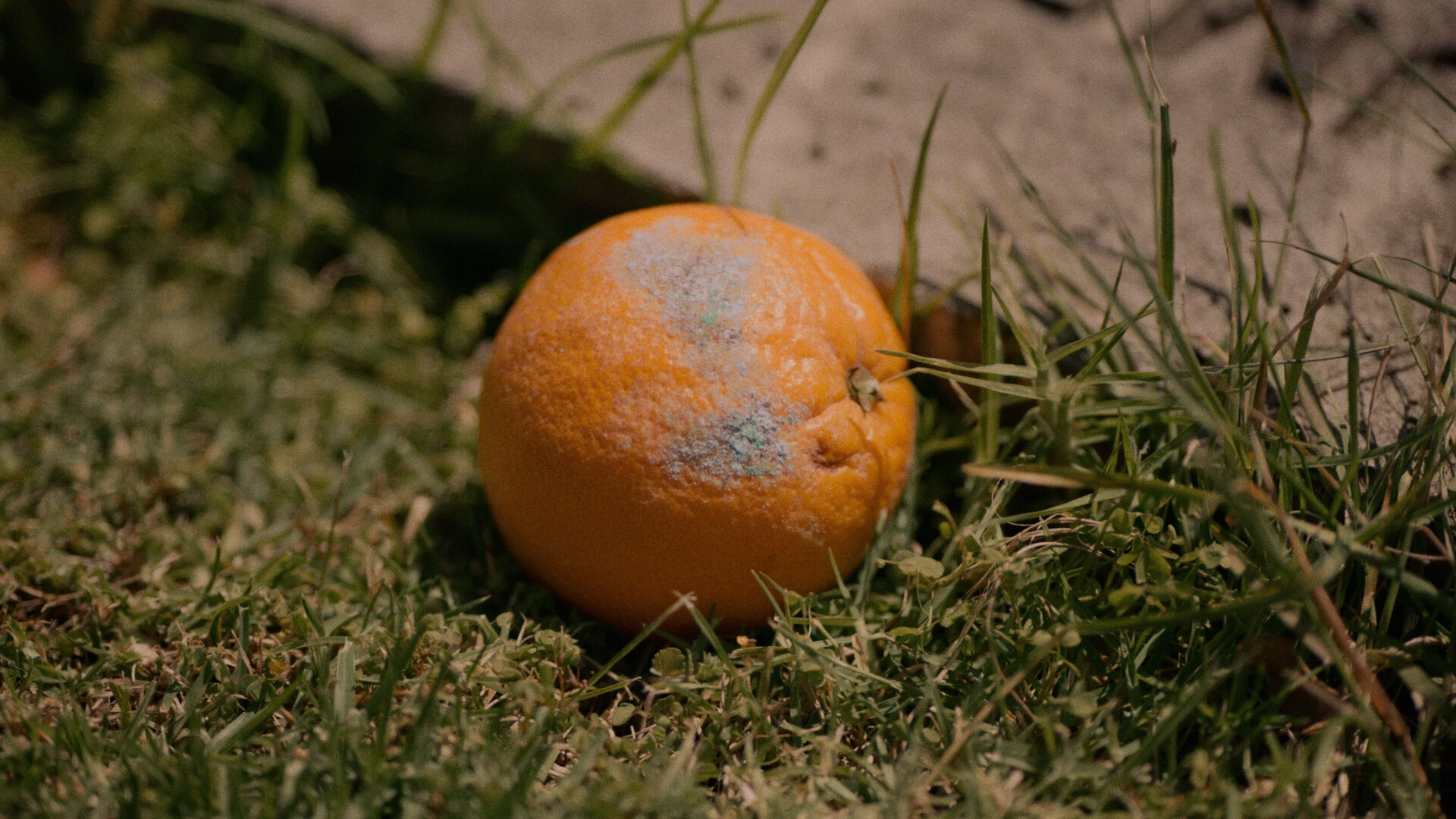 The Magic Orange