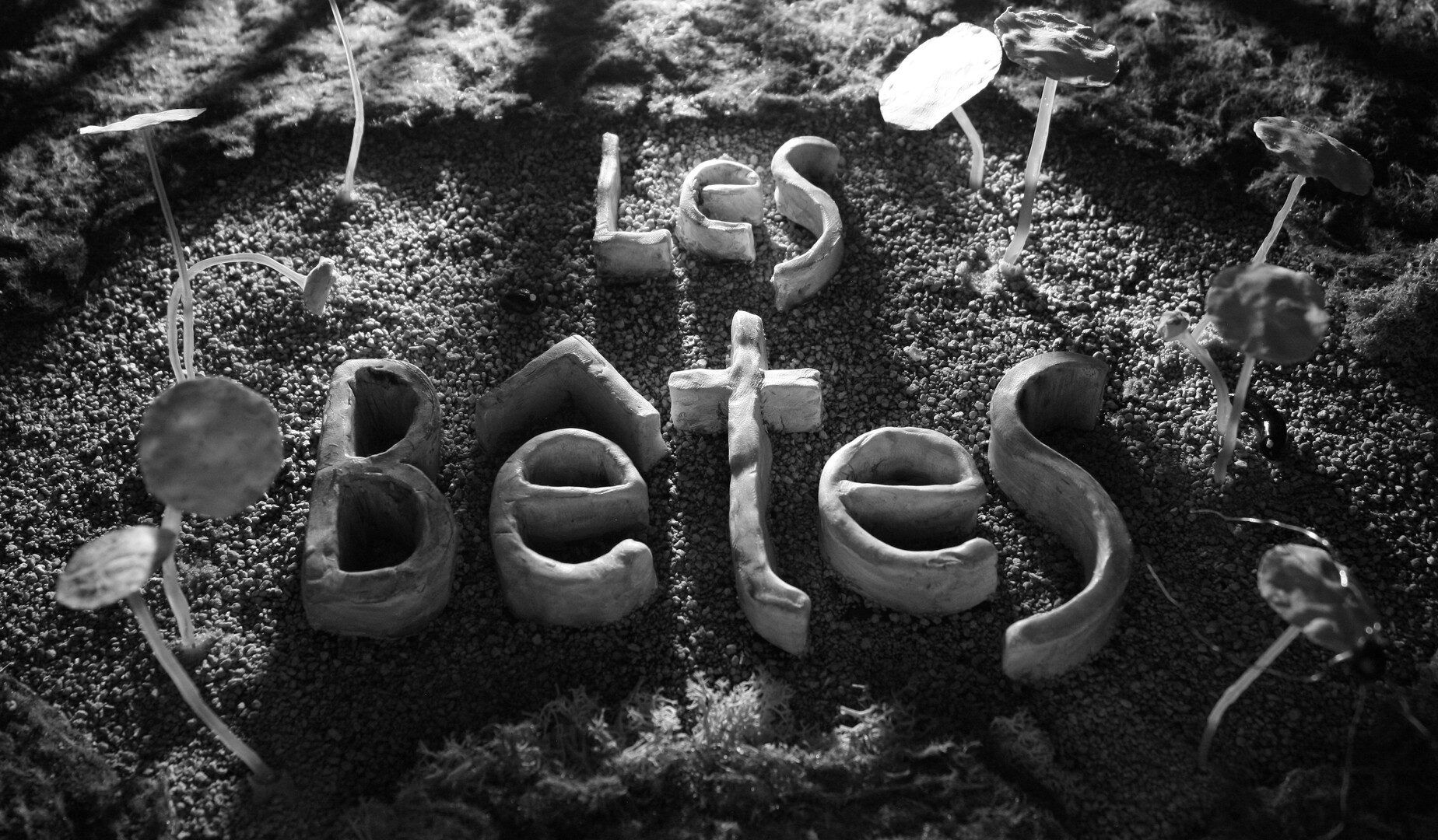 Les Bêtes