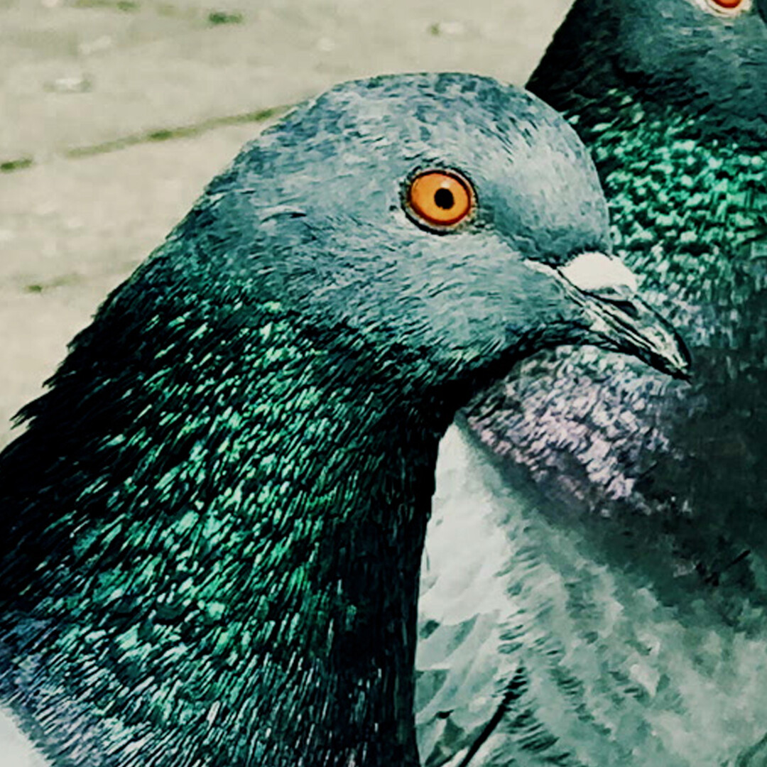 Do Not Feed the Pigeons