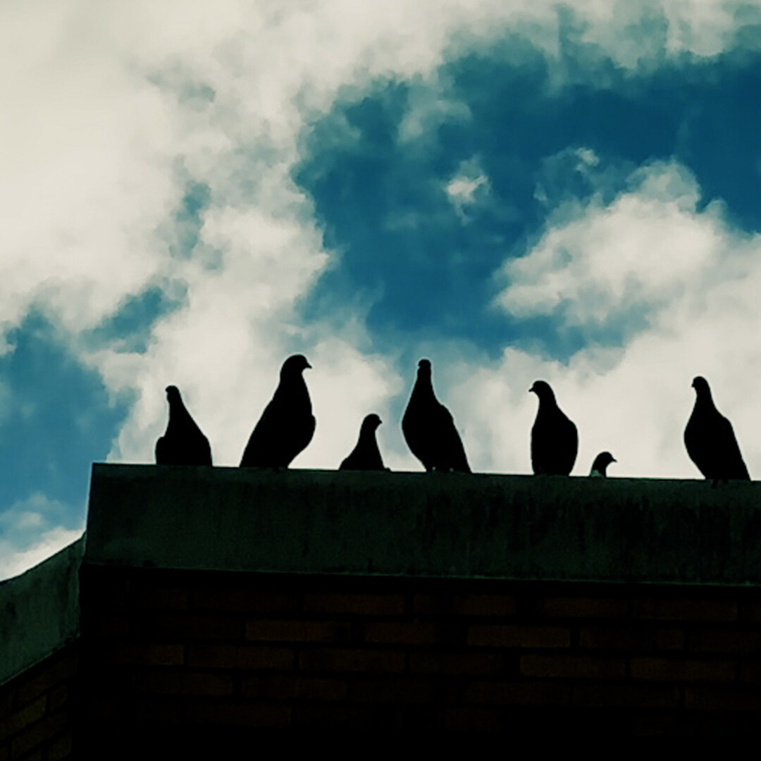 Do Not Feed the Pigeons