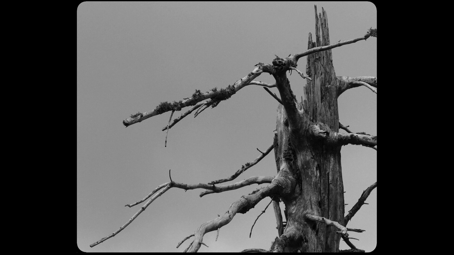 Methuselah