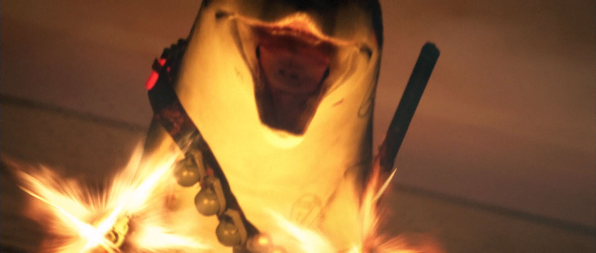 Don't Fuck With Dolphins