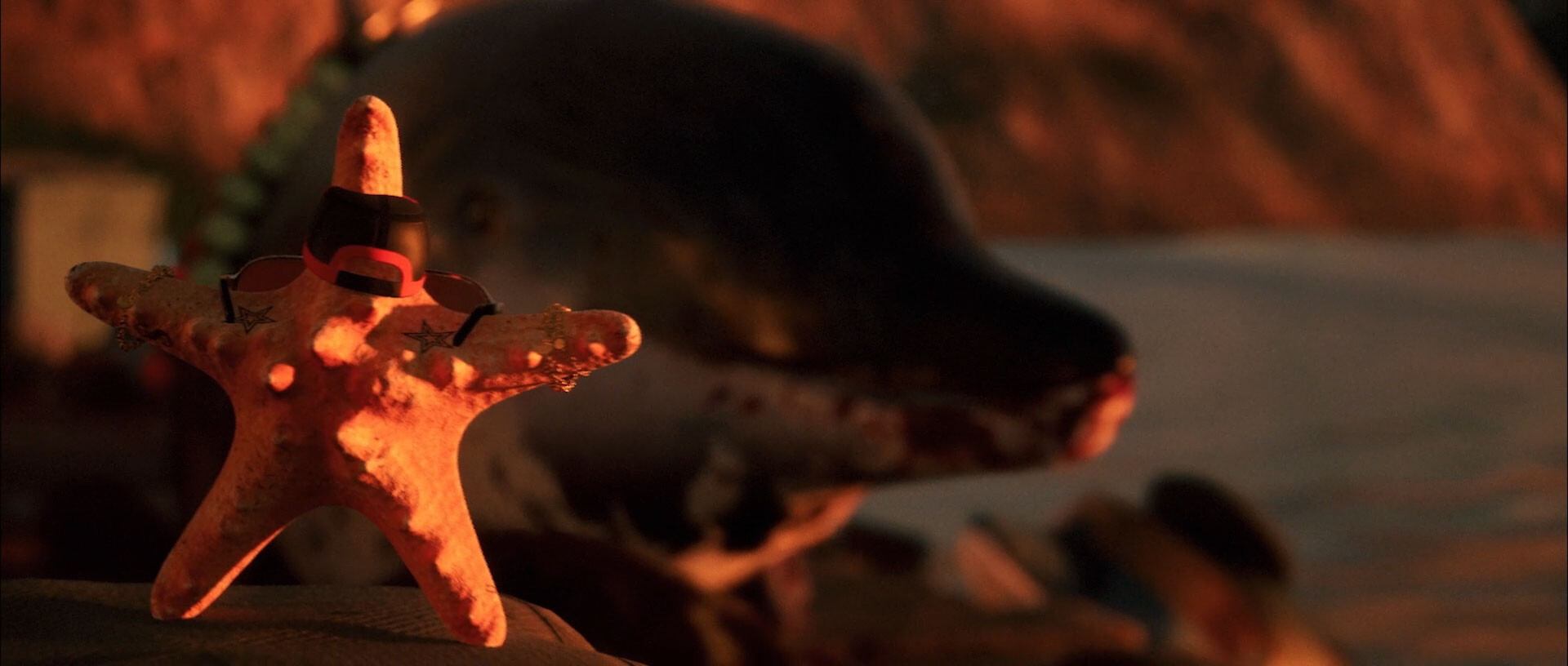 Don't Fuck With Dolphins