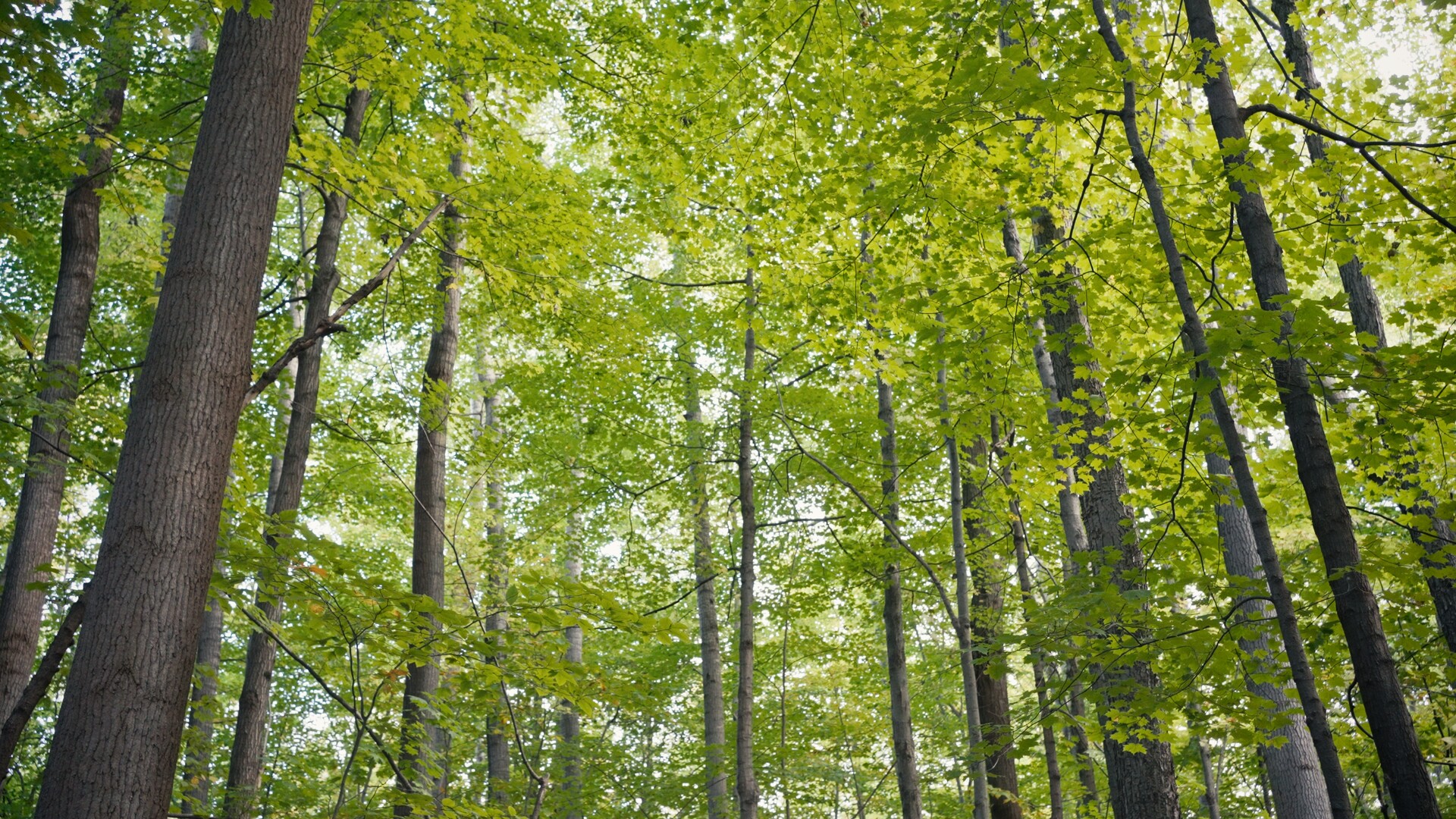 THE TREES CAN HEAR YOU