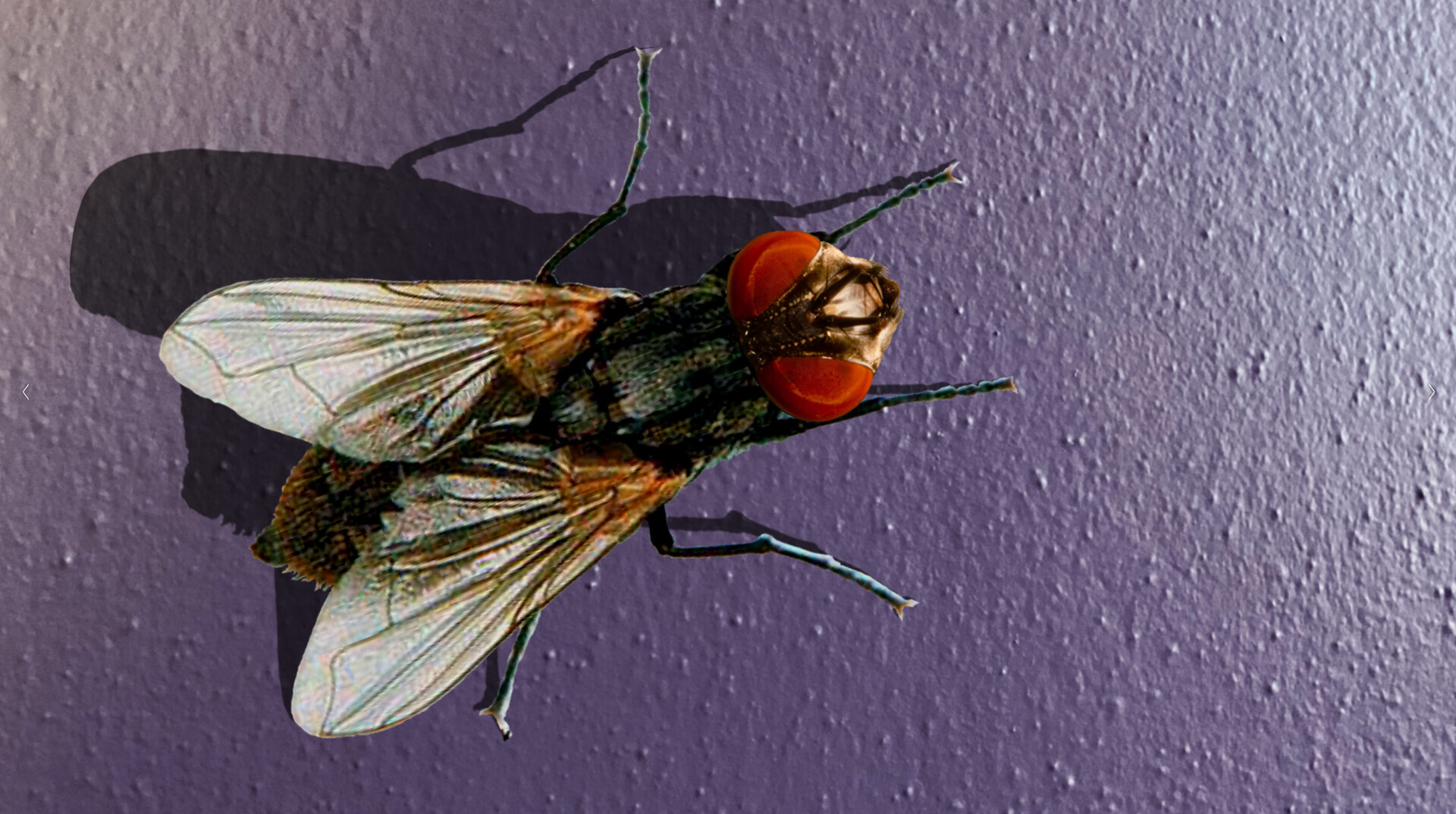 HOUSE FLY